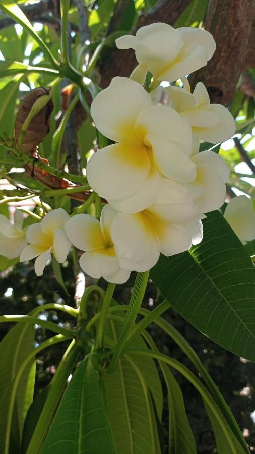 La Pomelia Di Gio Villa Mondello Dış mekan fotoğraf